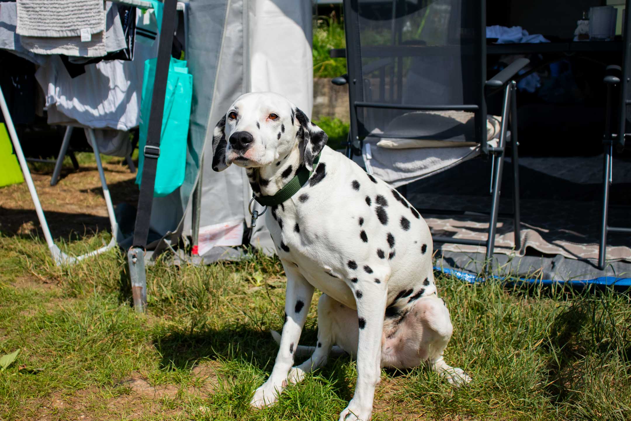 Dog friendly camping Lazise