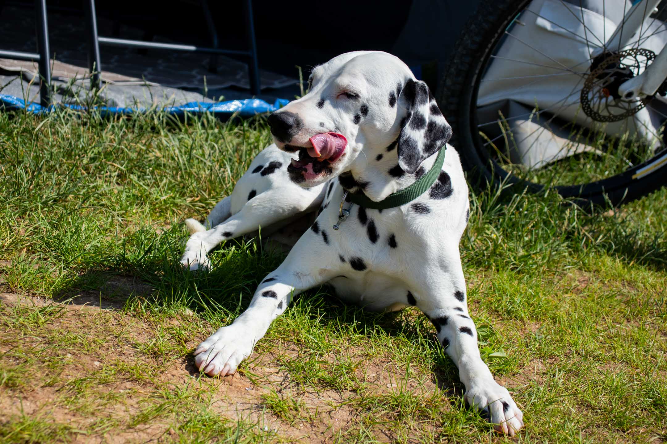 Camping Lido pet activities
