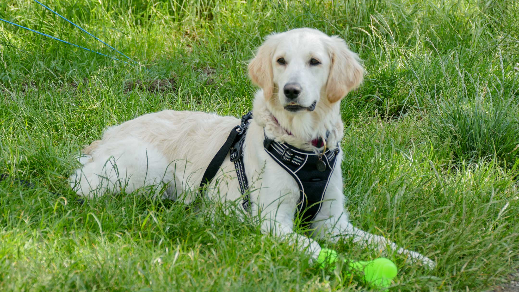 Dog friendly camping Lazise