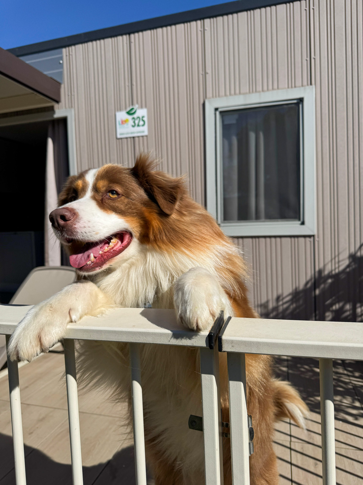 Camping Lido pet activities