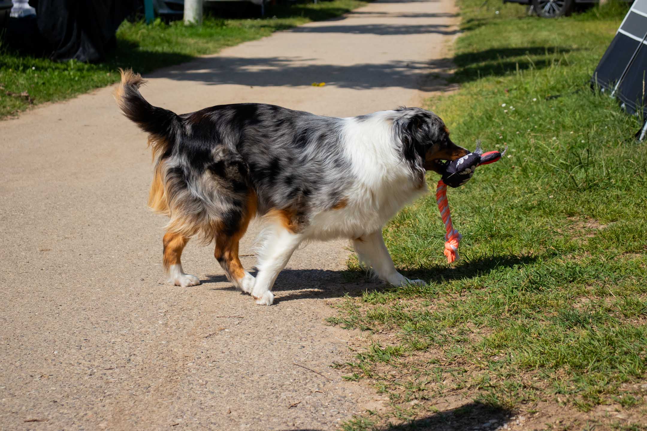 Camping Lido pet activities